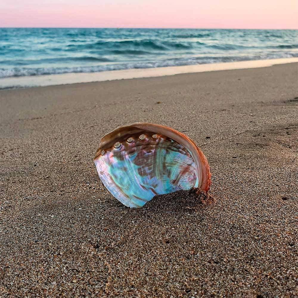 XL Abalone Muschel „Meereslicht“