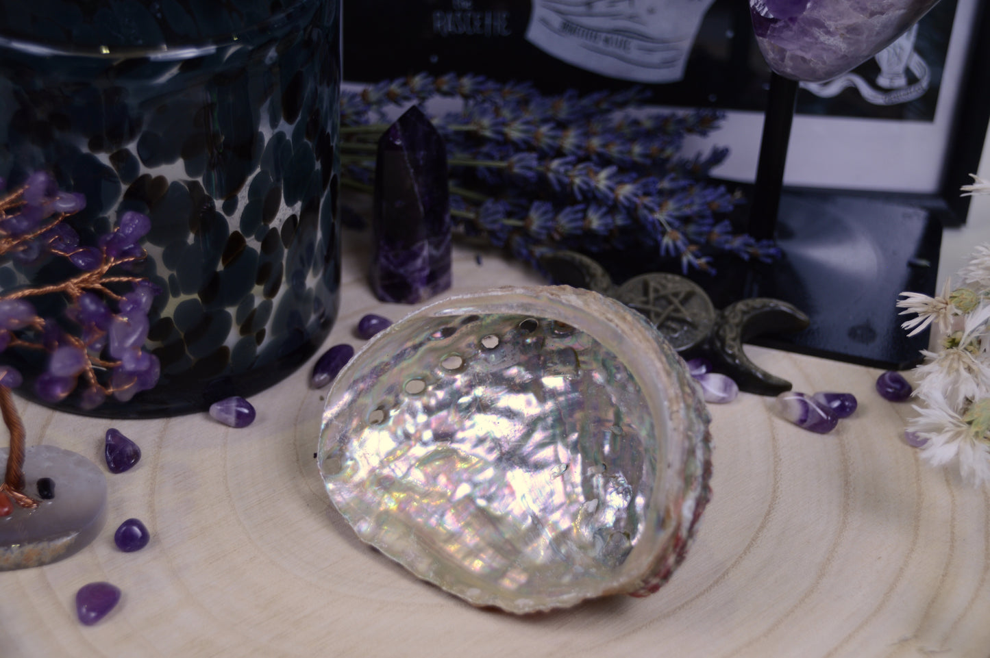 Abalone Muschel „Meereslicht“